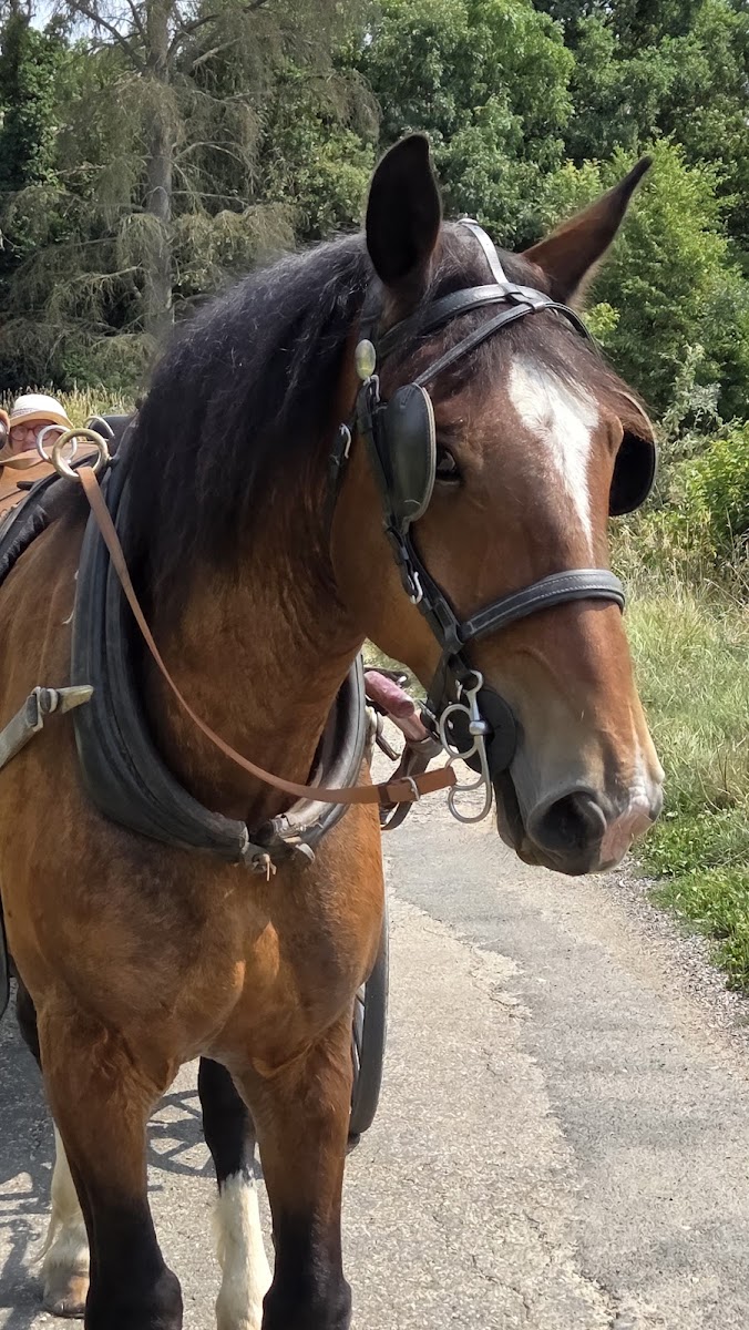 Photo de LES ATTELAGES DE LA DOMBES