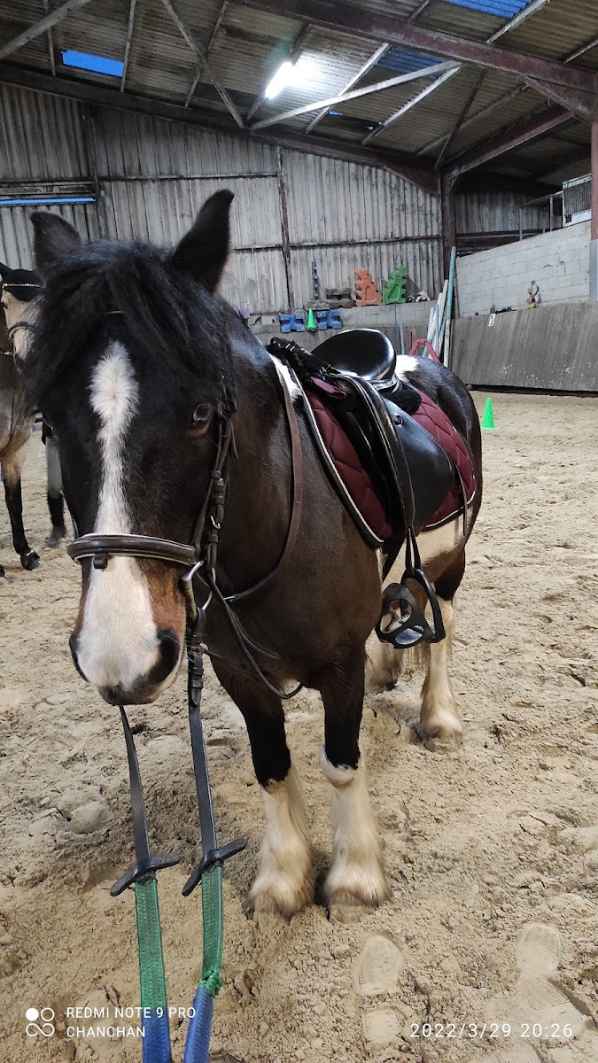 Photo de LES CAVALIERS DU PARC