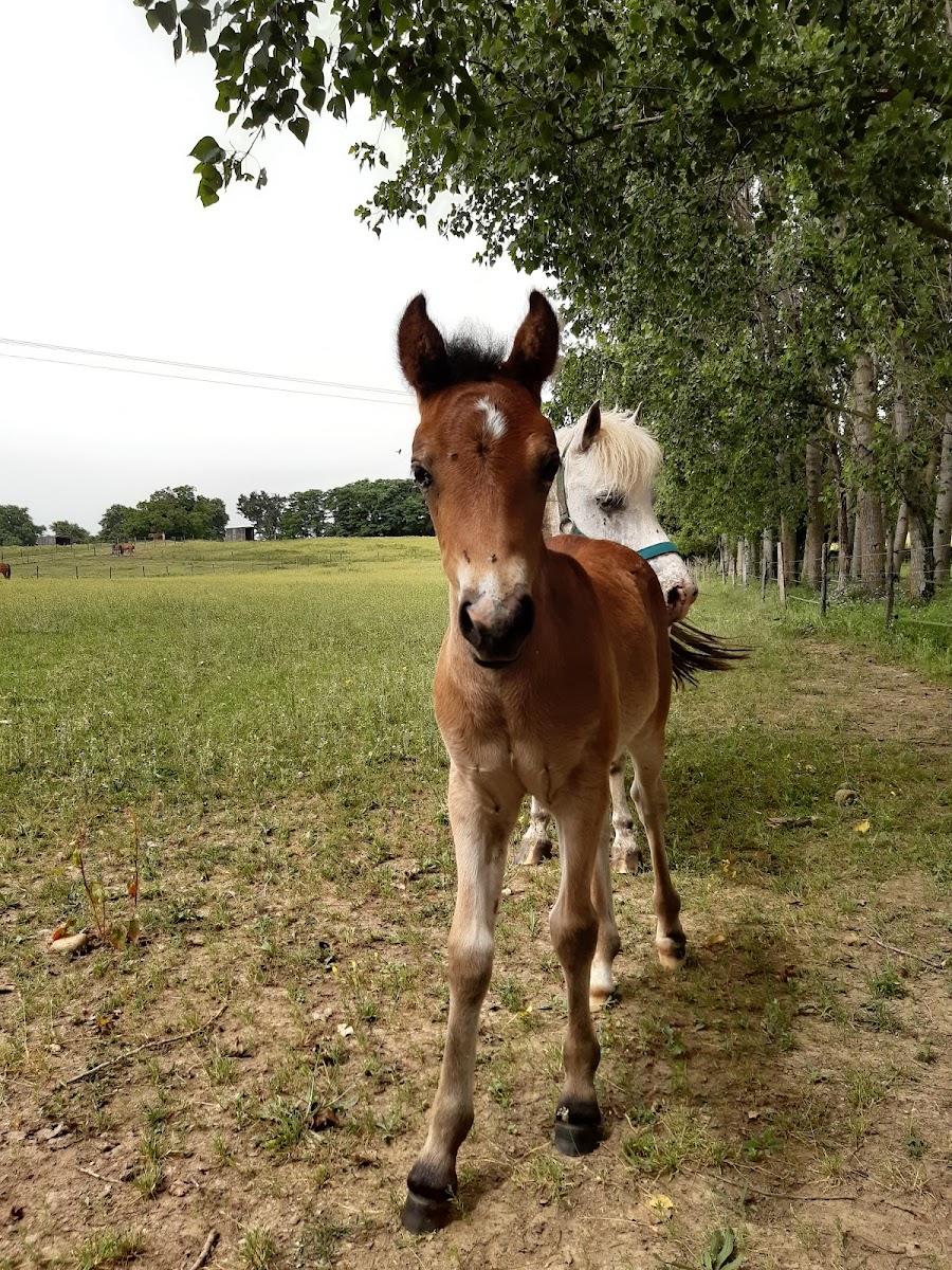LES CAVALIERS EN HERBE