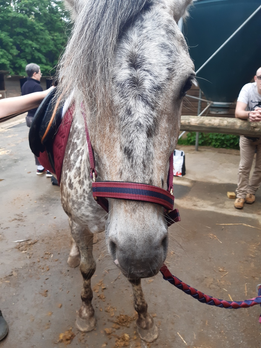 Photo de LES CHEVAUX D AGNETZ