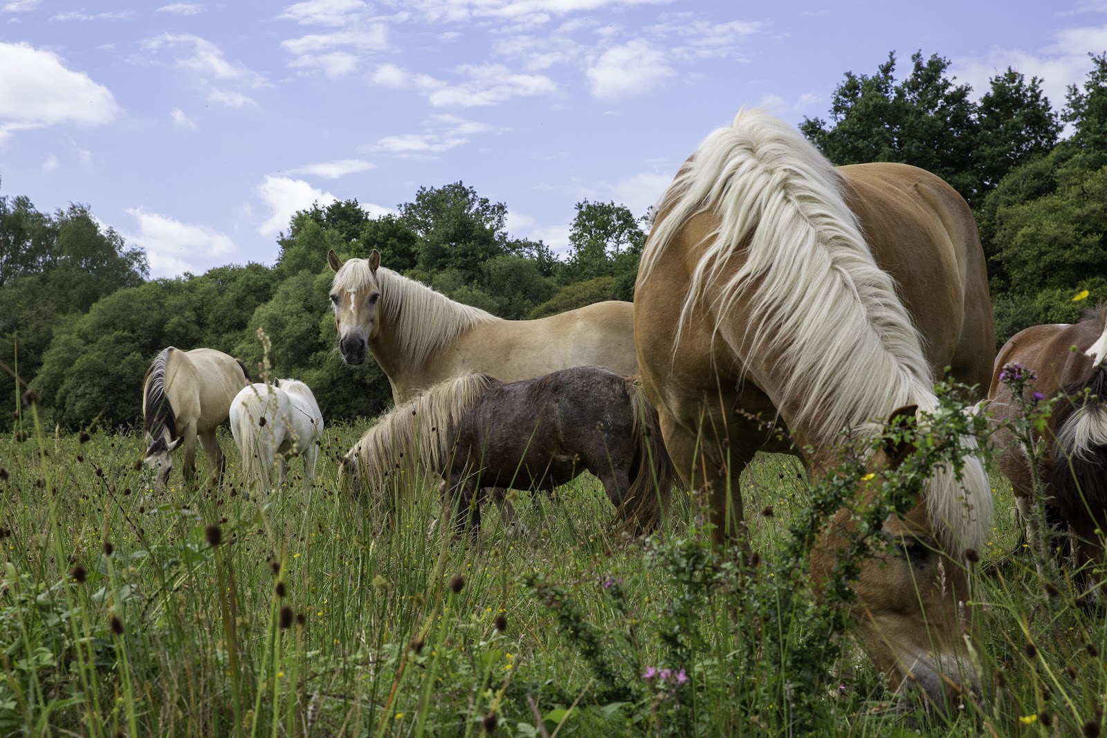 Photo de LES CHEVAUX DE BROCELIANDE