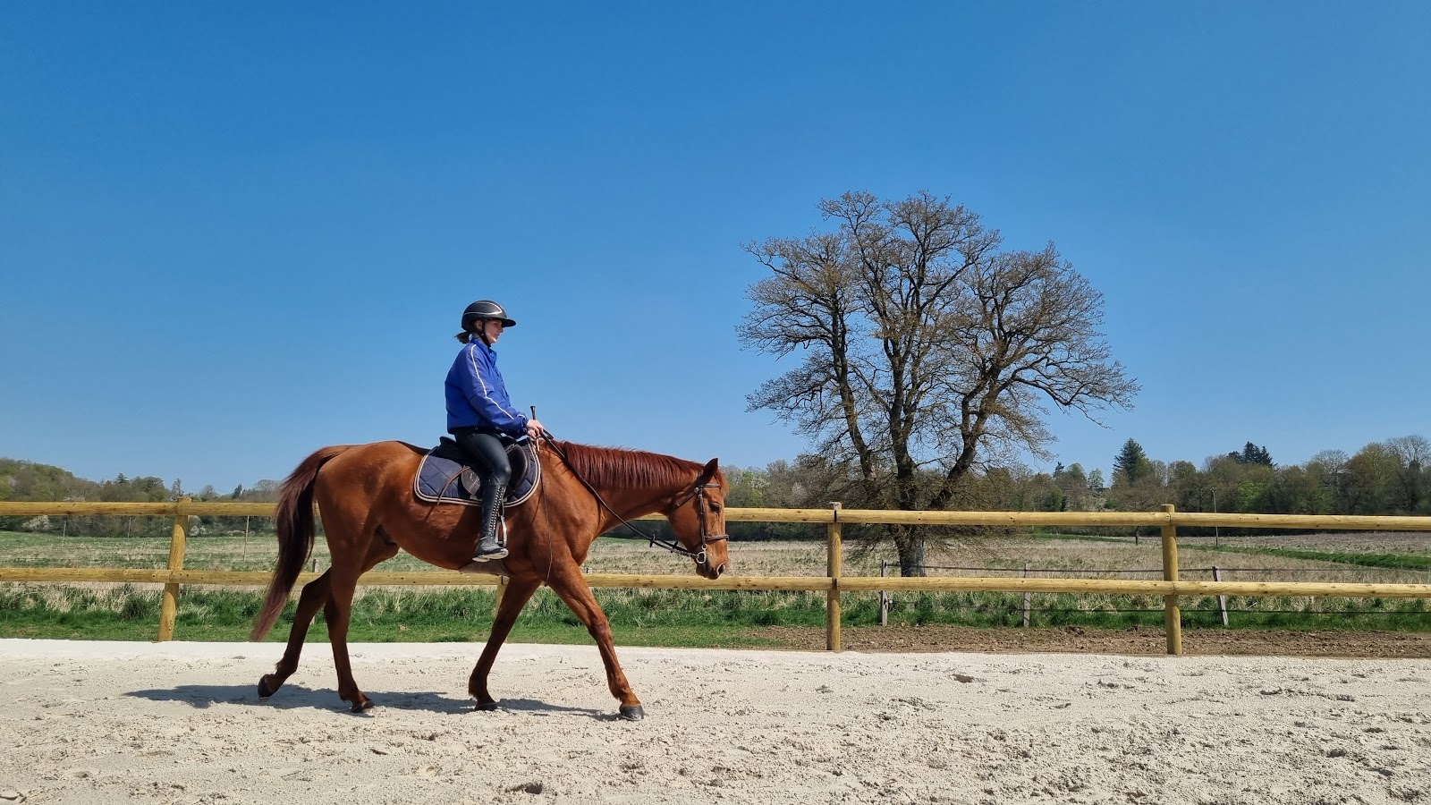 Photo de LES CHEVAUX DE LA RISLE