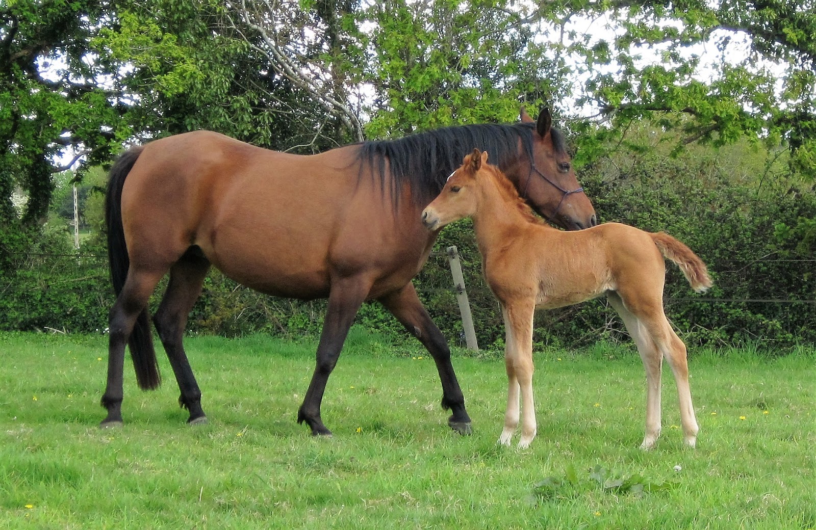 Photo de LES CHEVAUX DE PENHOAT