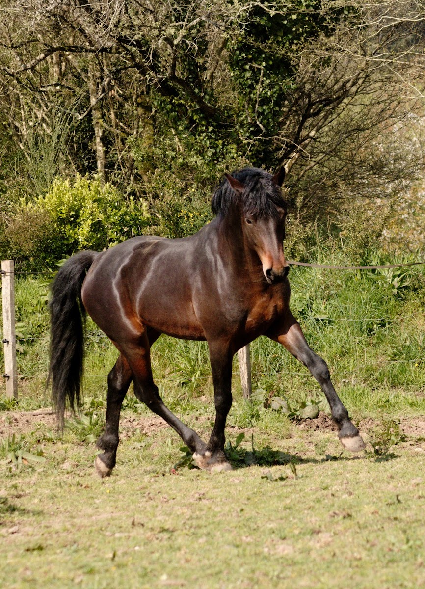Photo de LES CHEVAUX DE TOUL AR C HOAT