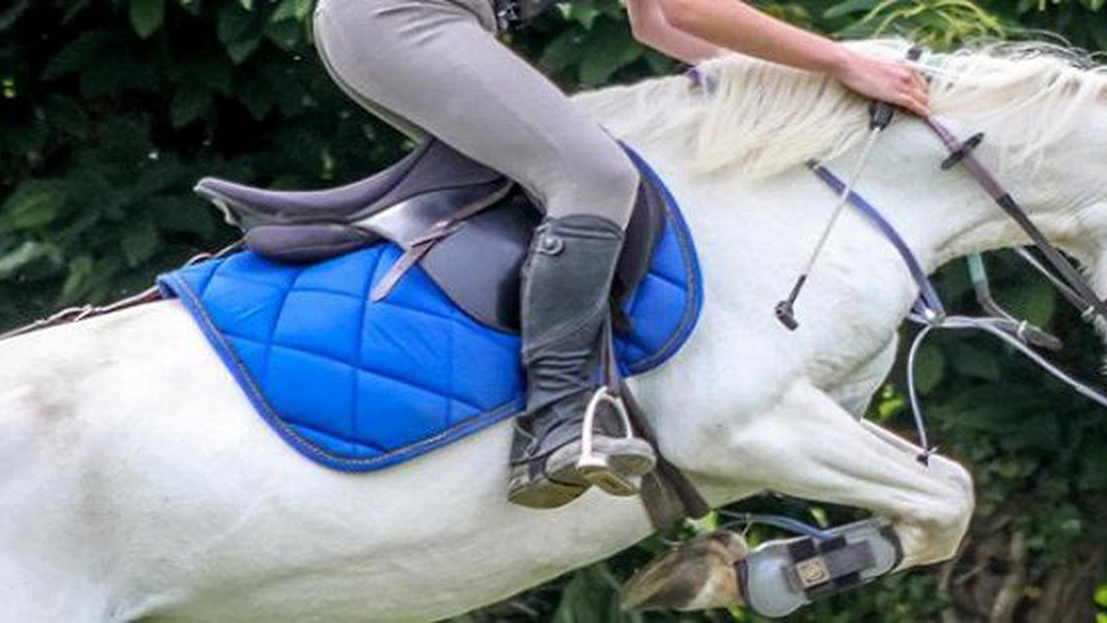 Photo de LES CHEVAUX DU BEL AIR