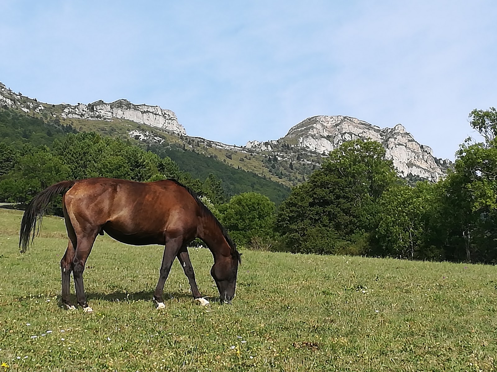Photo de LES CRINS DE ROMANT