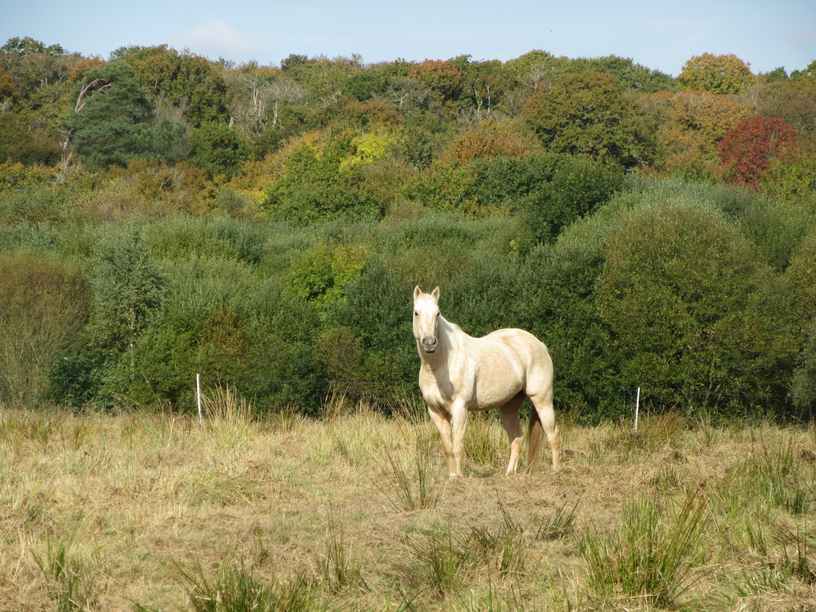 Photo de LES ECURIES DE KERNENEZ