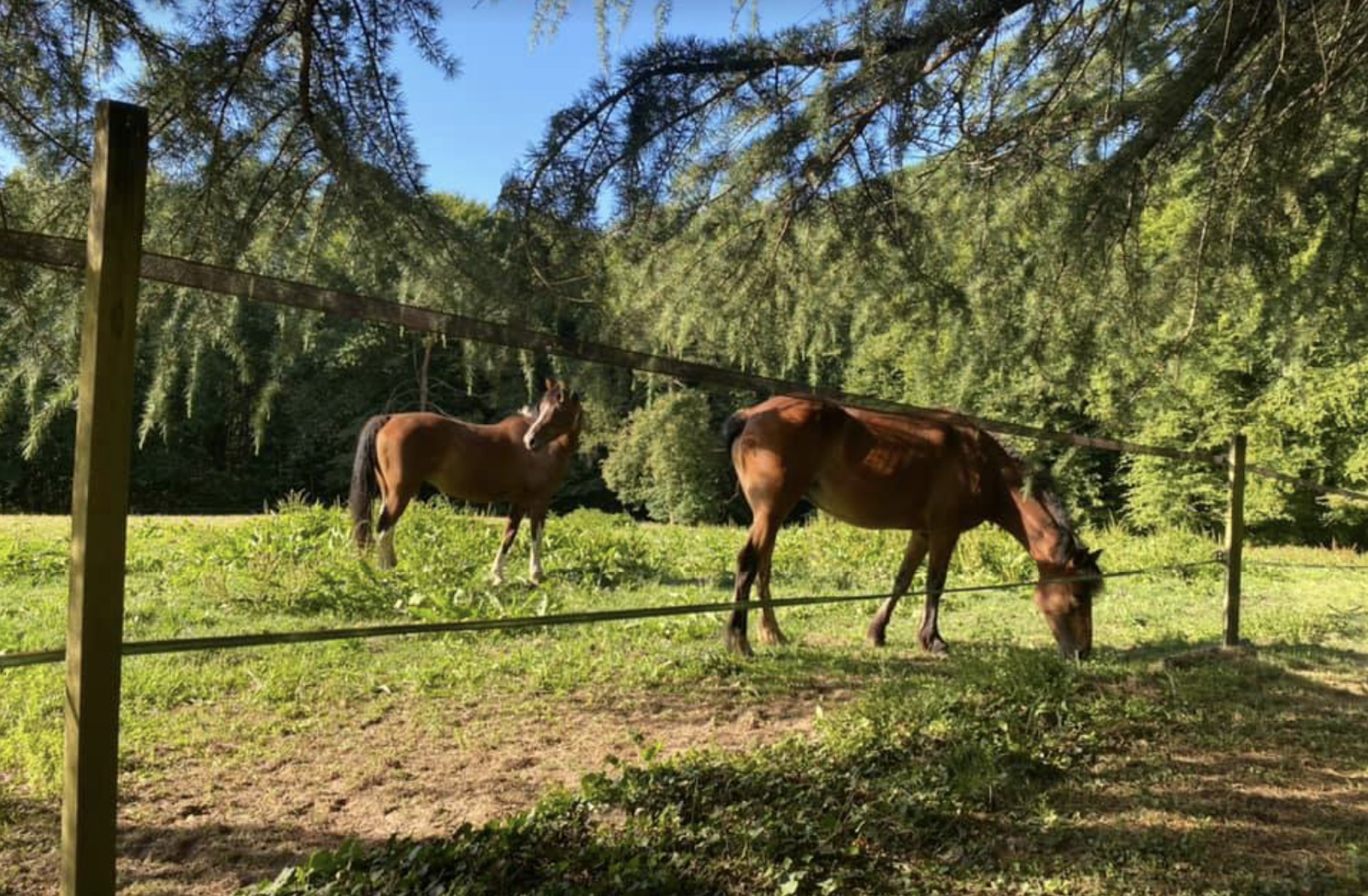 Photo de LES ECURIES DE L EMERAUDE
