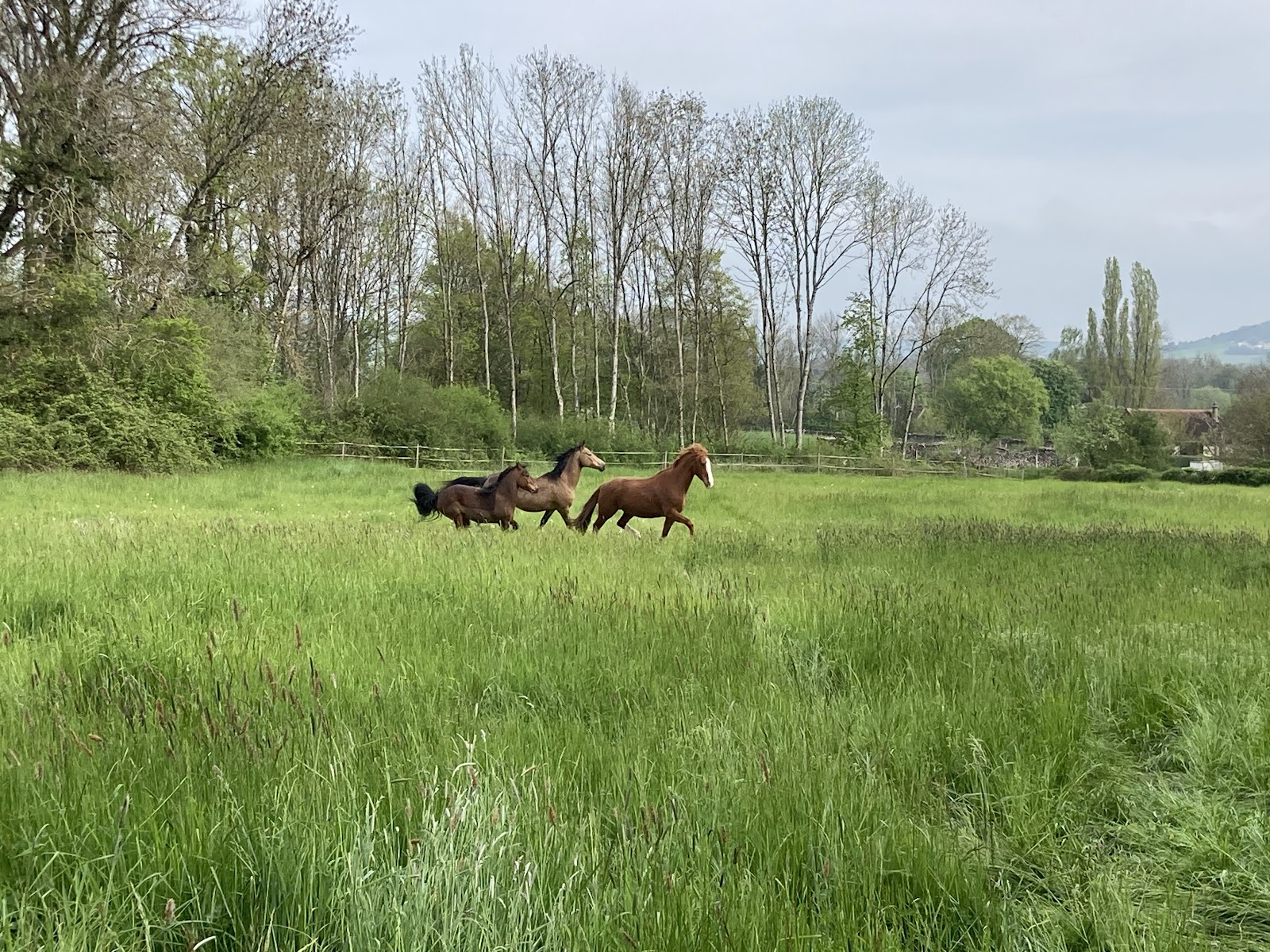 Photo de LES ECURIES DE LA GRISE