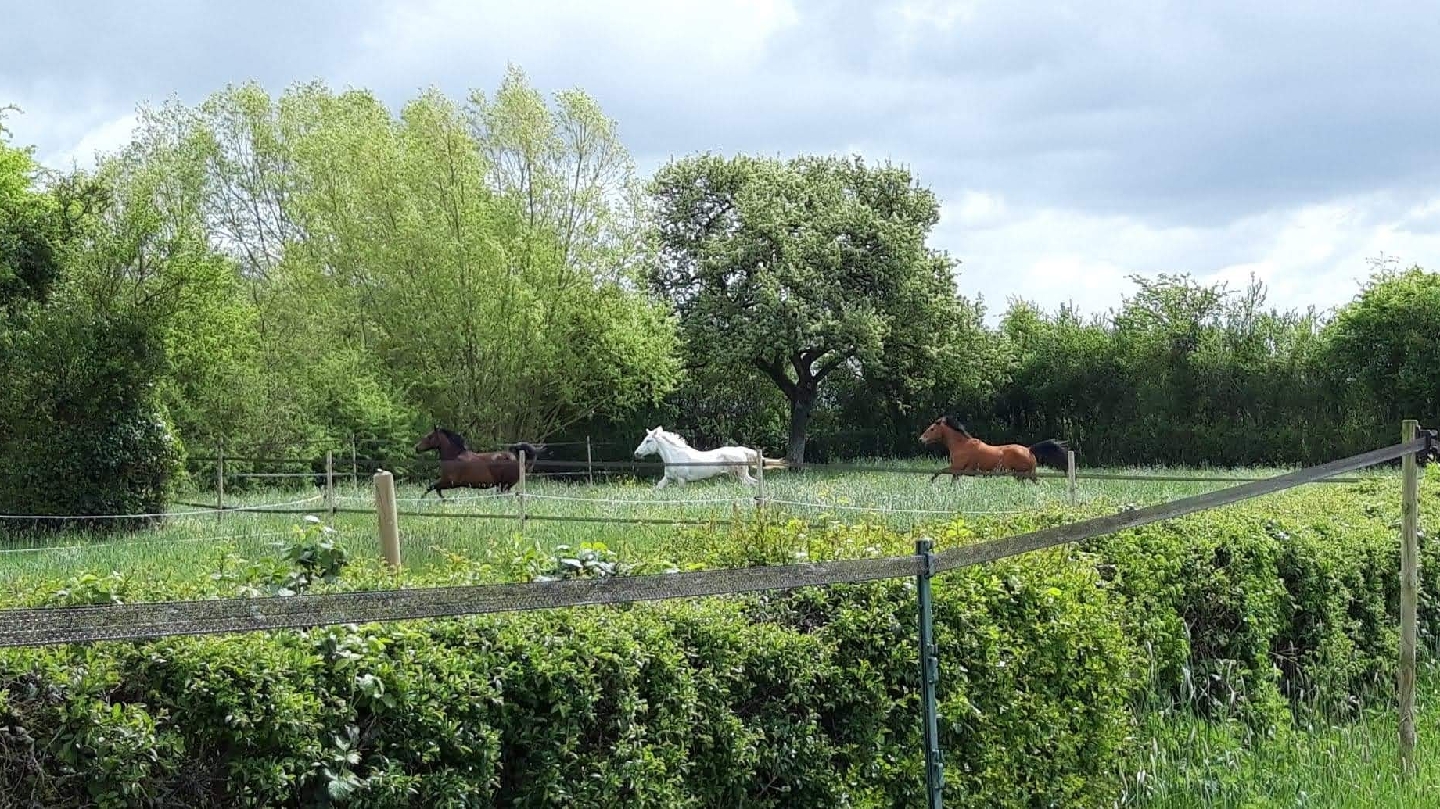 Photo de LES ECURIES DE LA NOUE GADEAU
