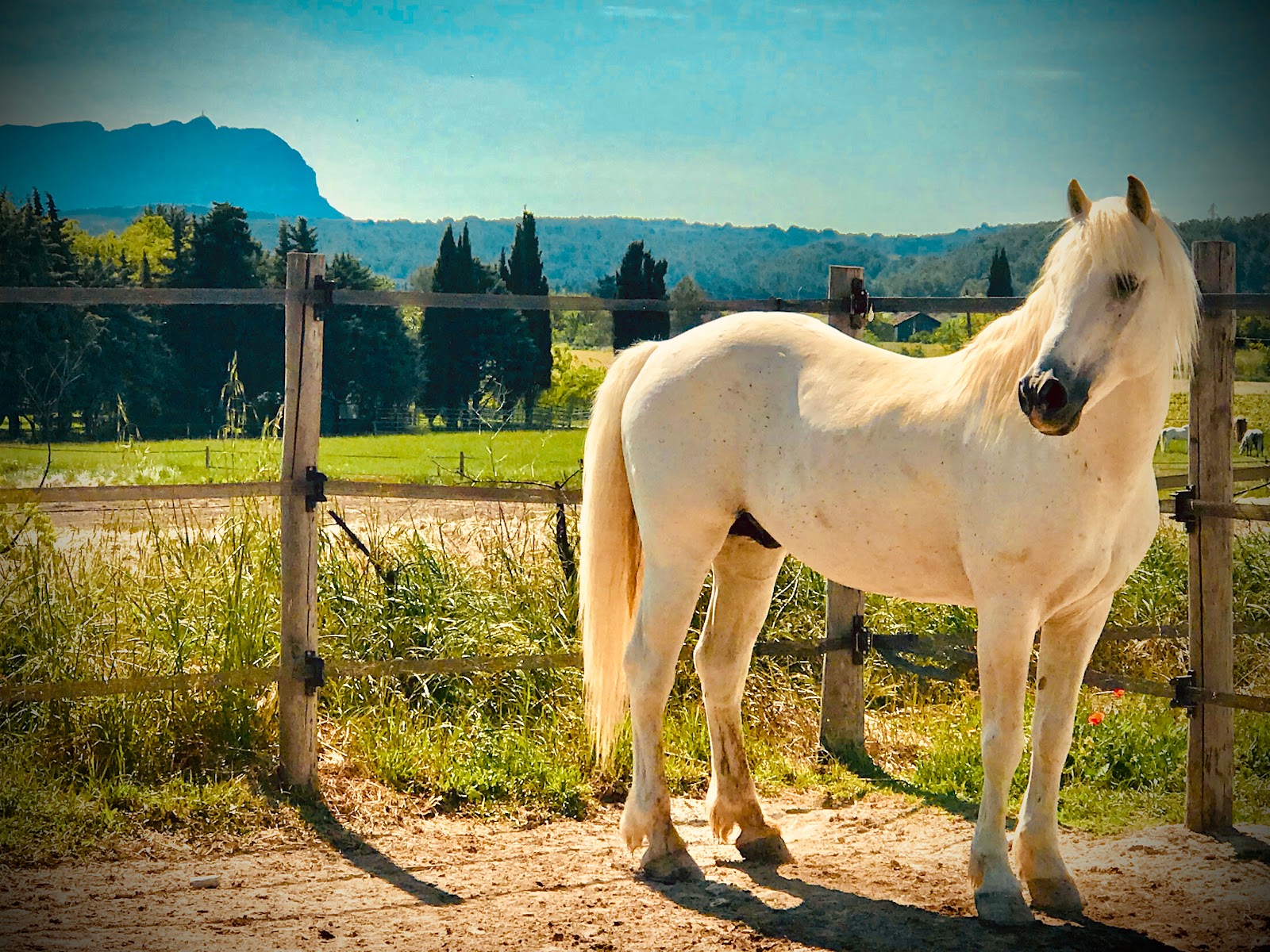 Photo de LES ECURIES DES QUATRE TOURS