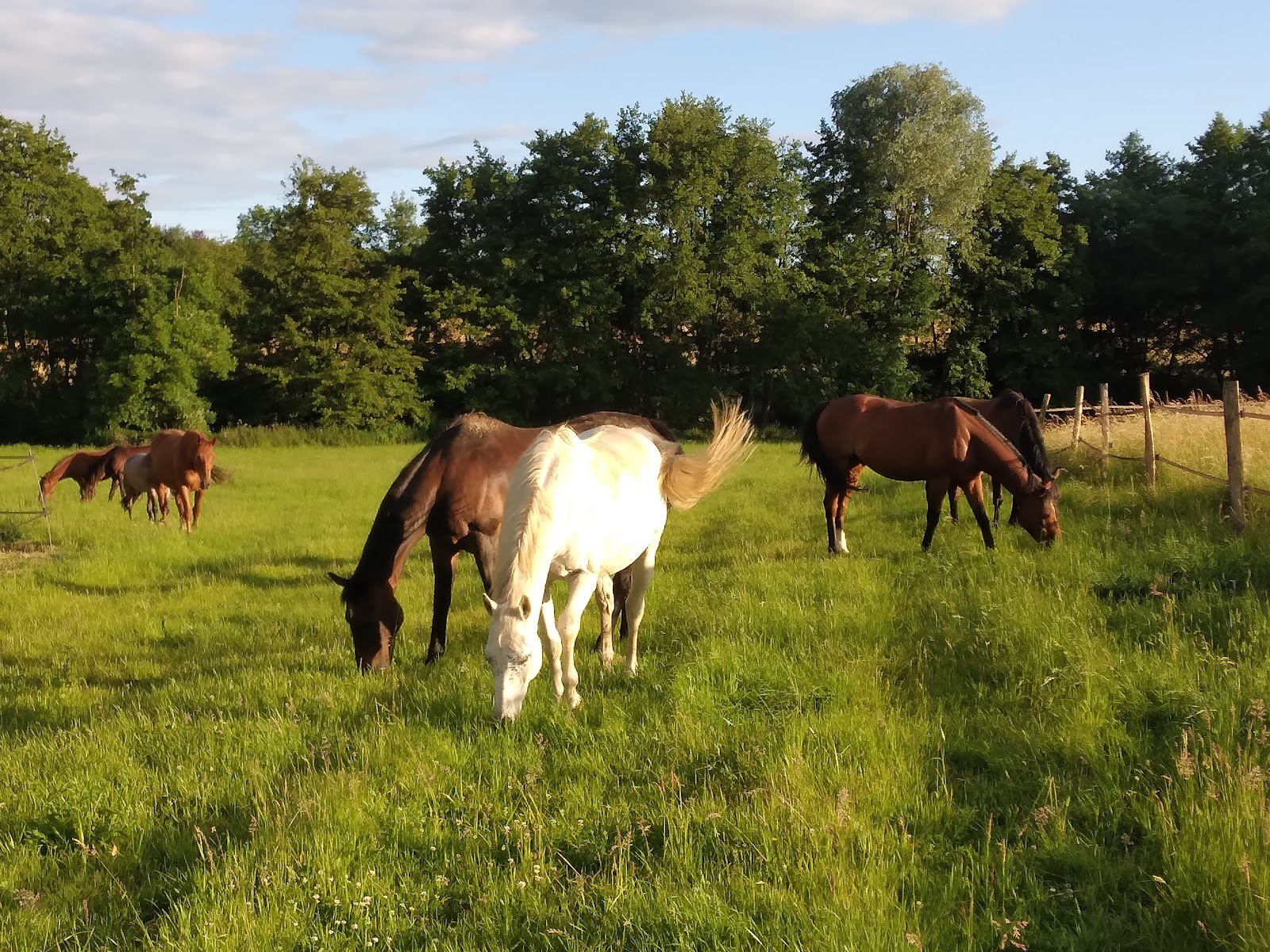 Photo de LES ECURIES DU SAULE