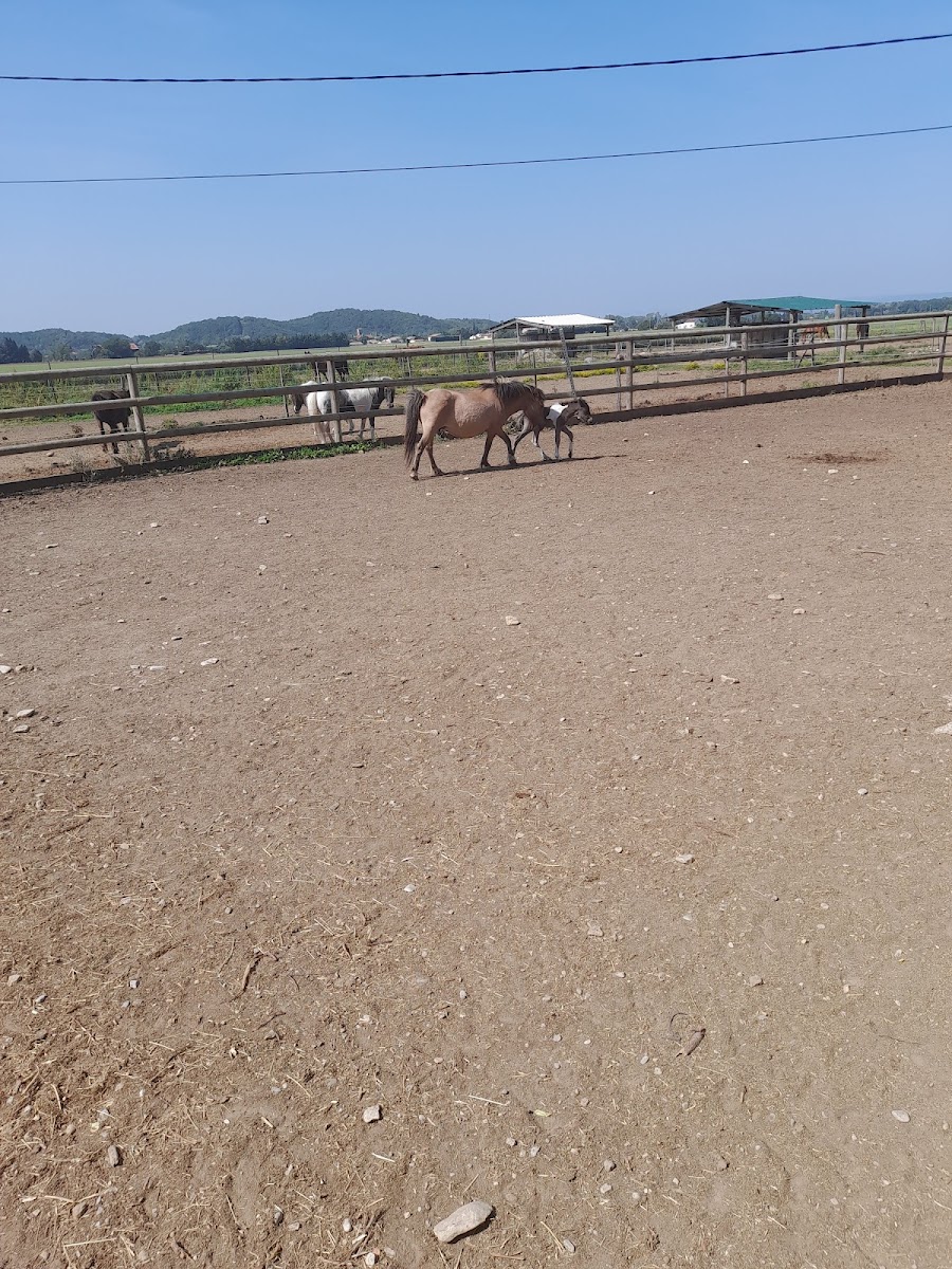 Photo de LES LAVANDES EQUITATION PONEY CLUB