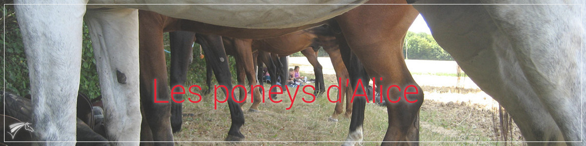 Photo de LES PONEYS D ALICE