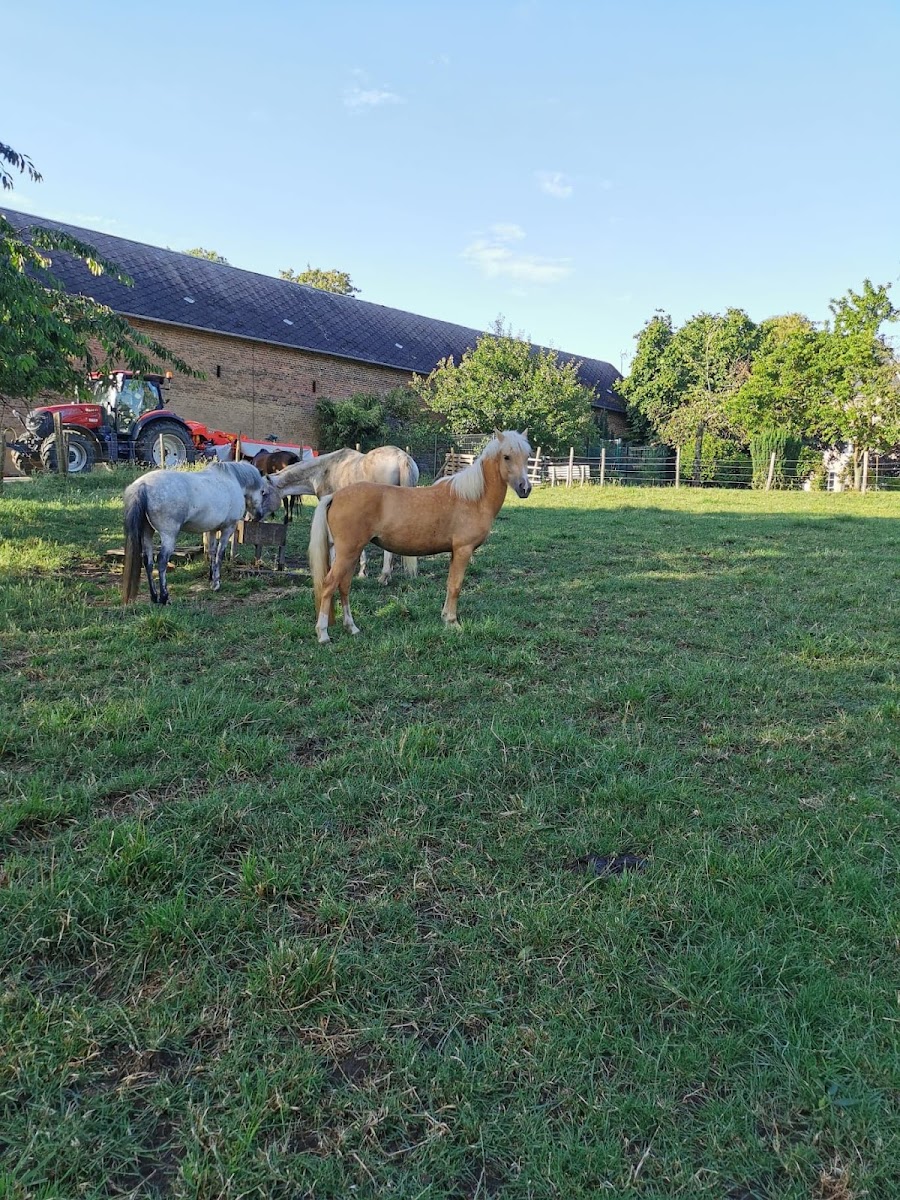 Photo de LES PONEYS DE PARPEVILLE