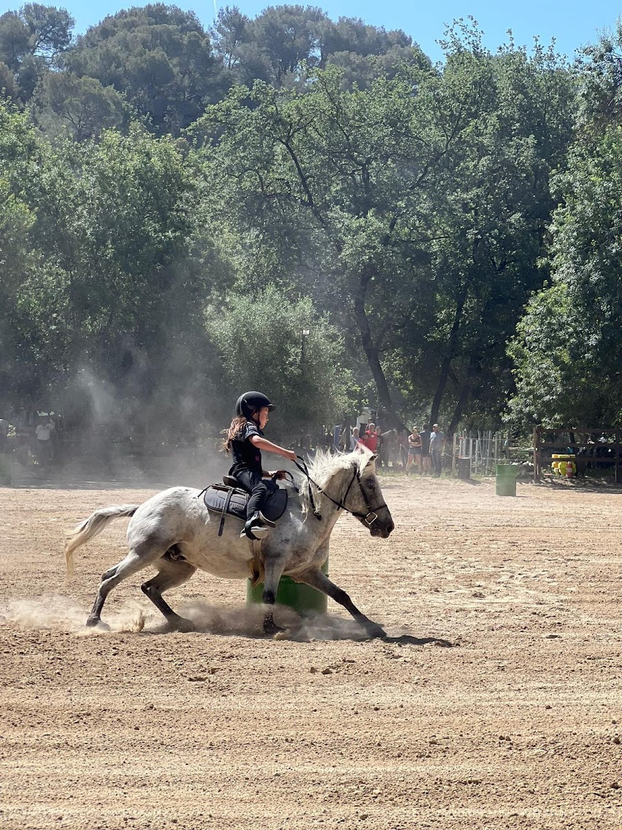 Photo de LES PONEYS DU PETIT BOIS