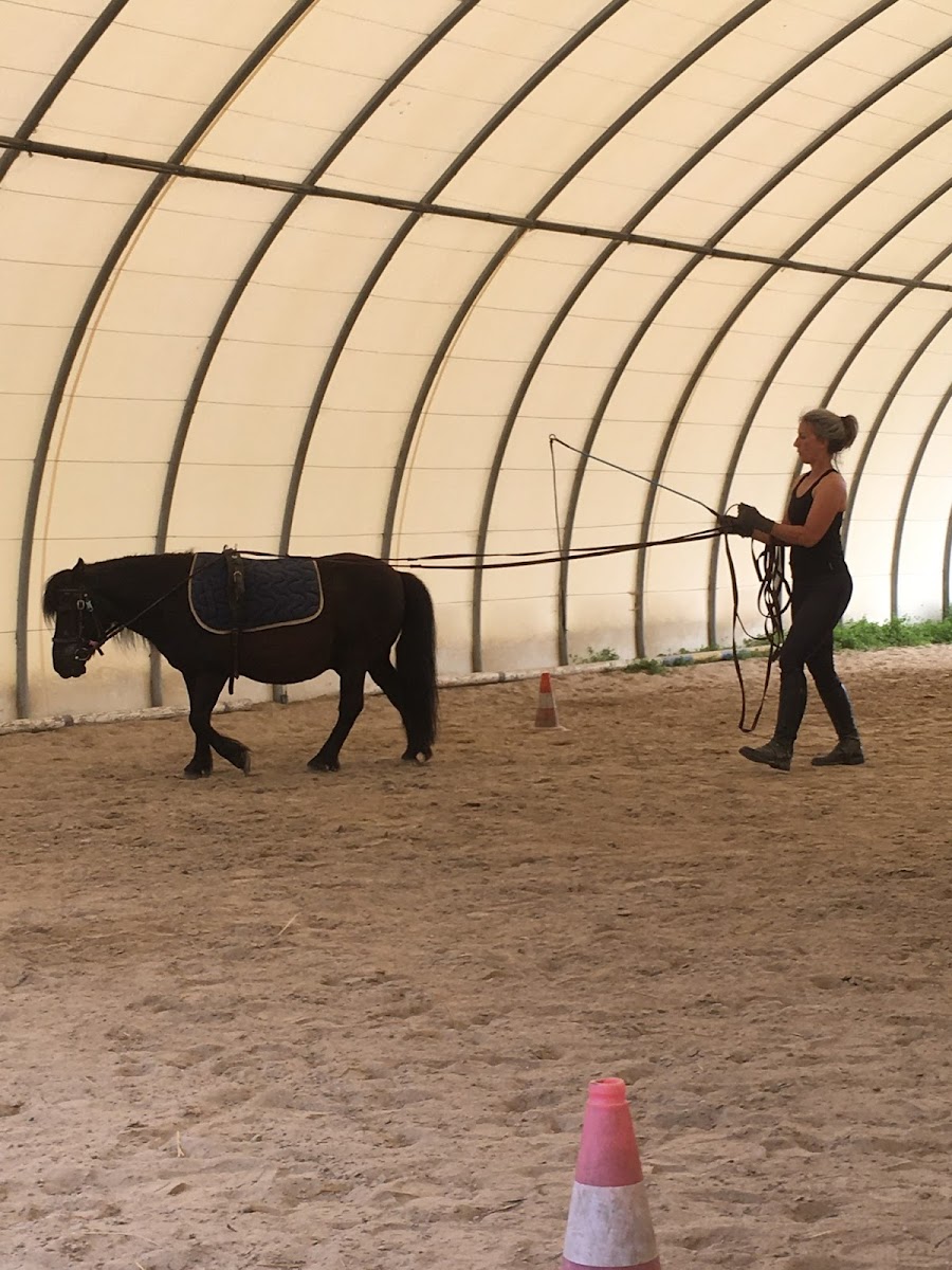 Photo de LES PONEYS NOMADES