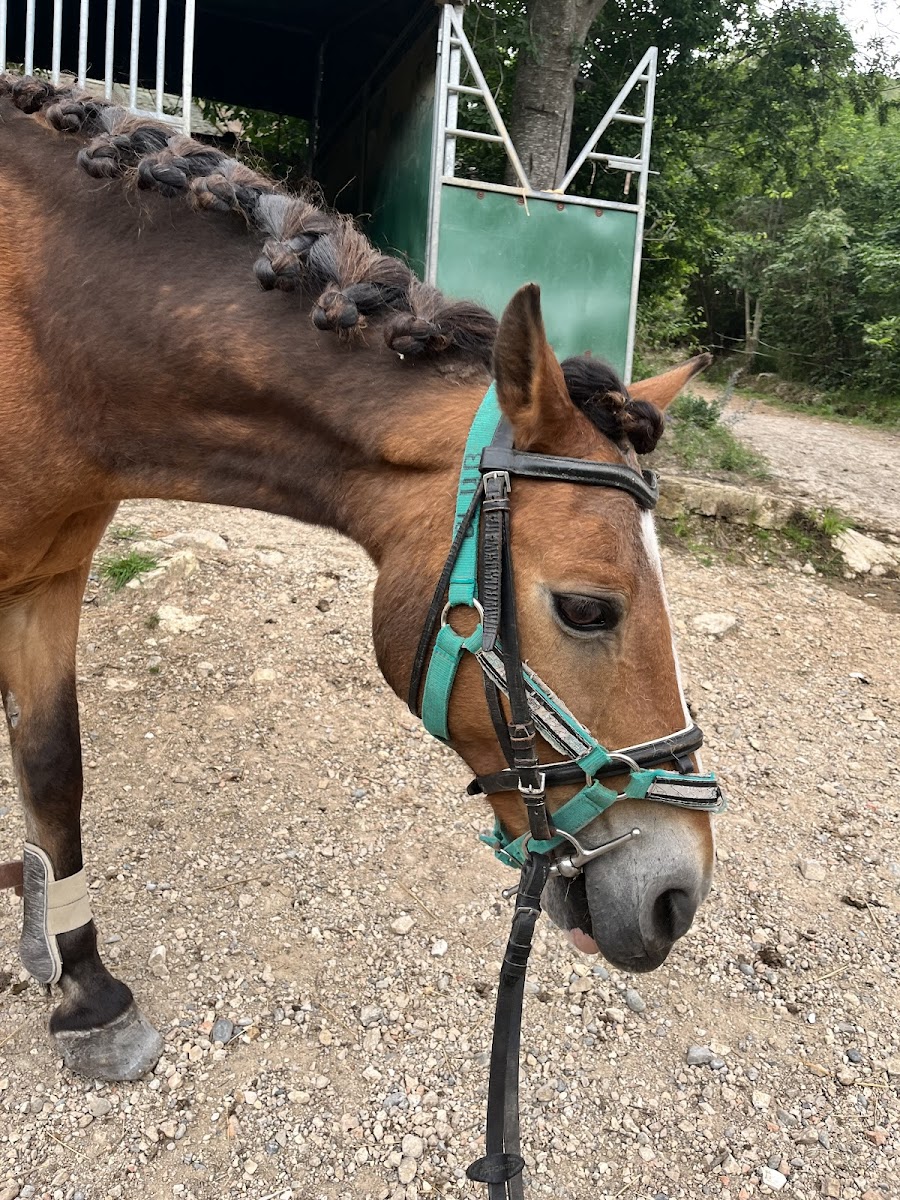 Photo de Les Poneys Vençois