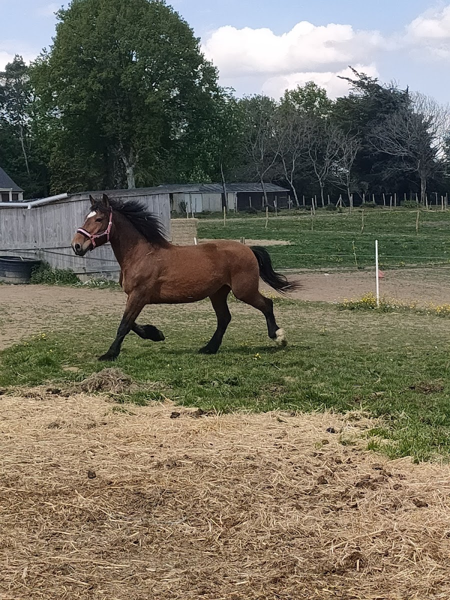 Photo de LES ROSIERES EQUITATION