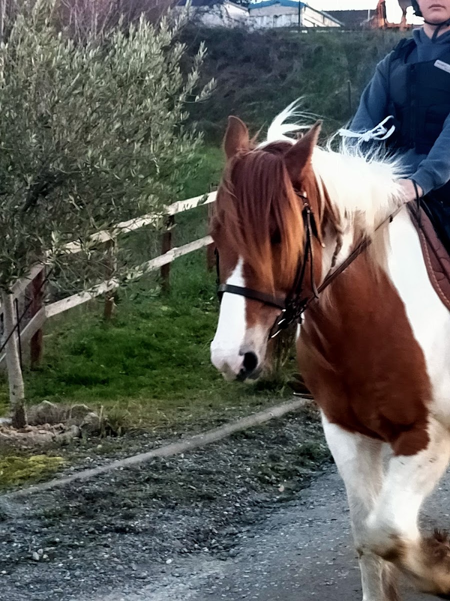 LOISIRS EQUESTRES EN REGION TOULOUSAINE