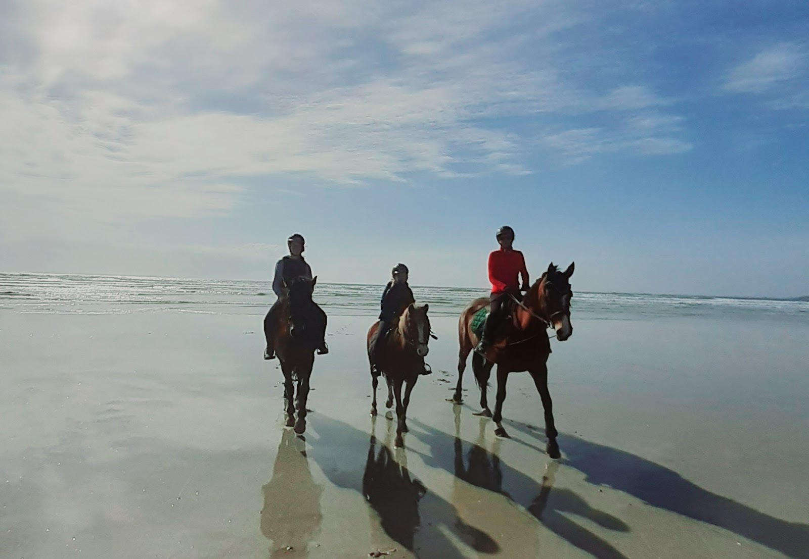 MAESTRIA EQUITATION