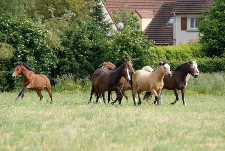 Photo de MONTGERON EQUITATION