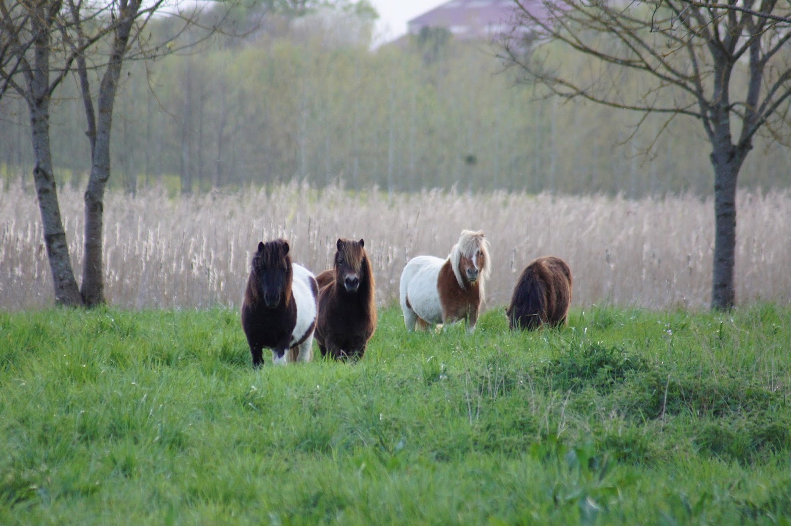 Photo de P C PIROUETTE
