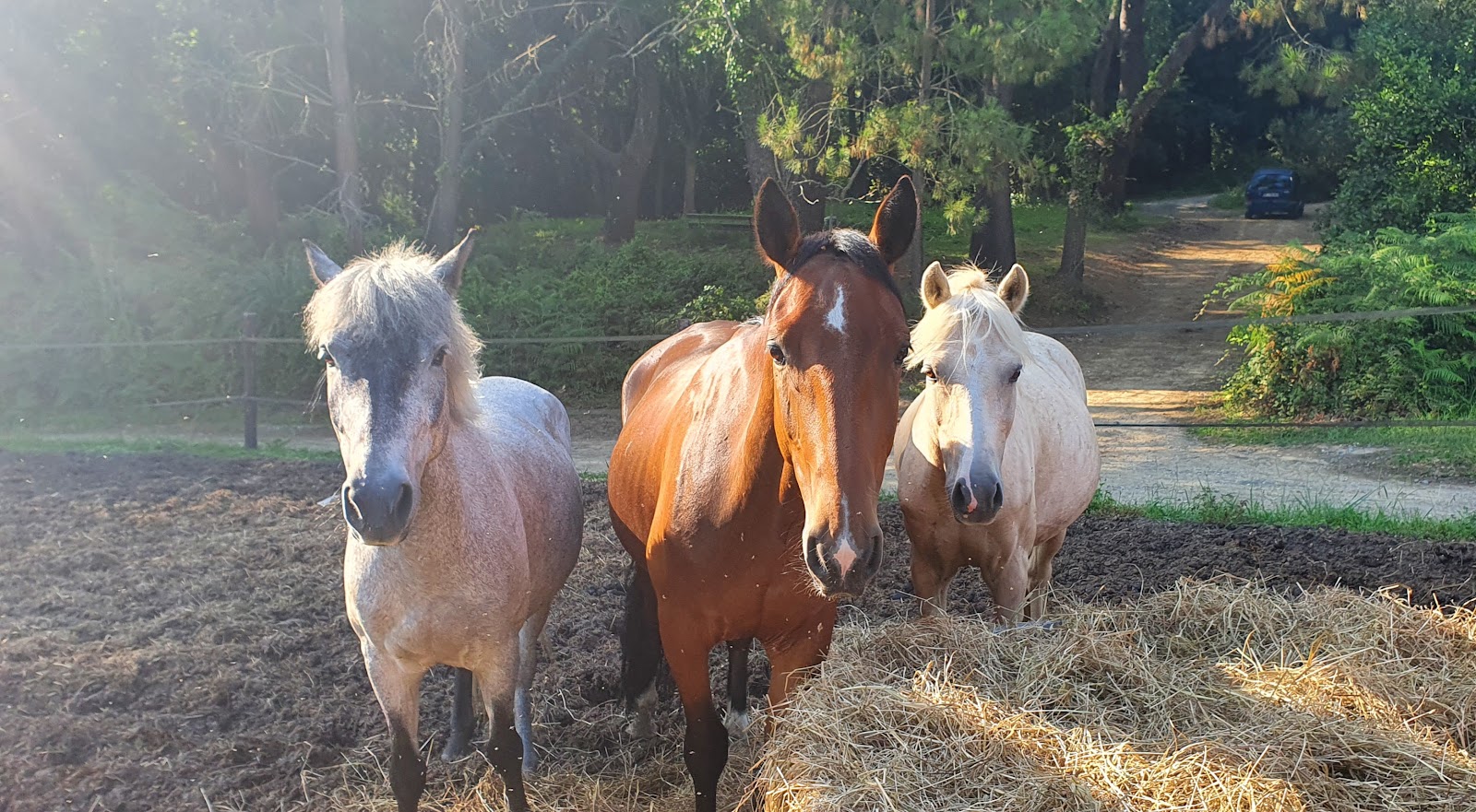 Photo de Pôle Equestre de Biarritz
