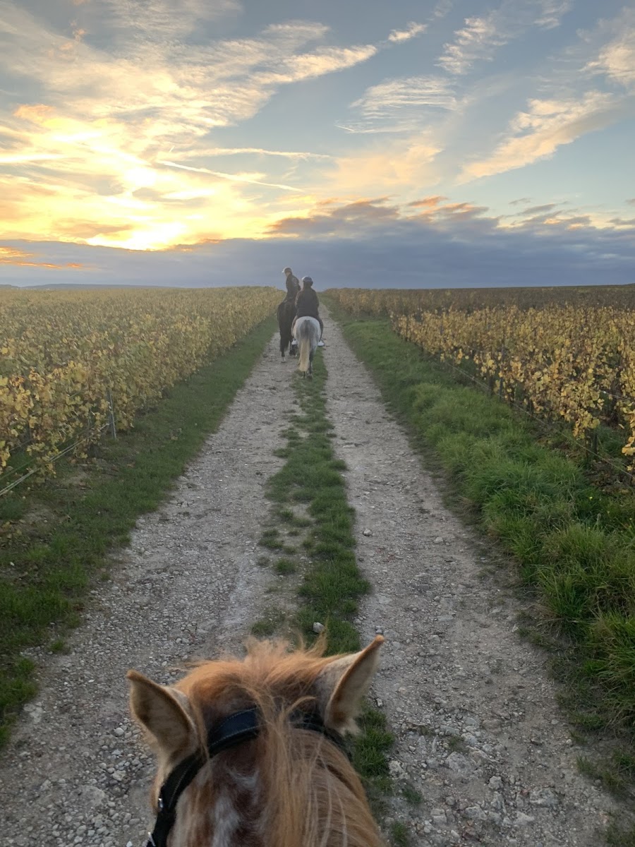 Photo de Pôle Equestre de Champagne