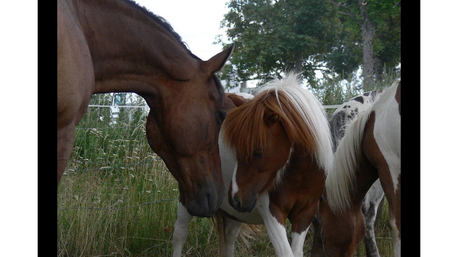 Photo de PONEY AVENTURE
