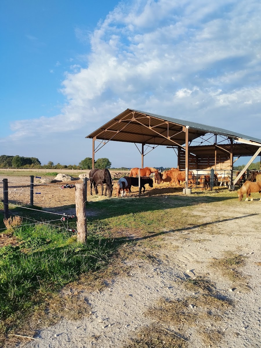 Photo de PONEY CLUB ANNABELLE