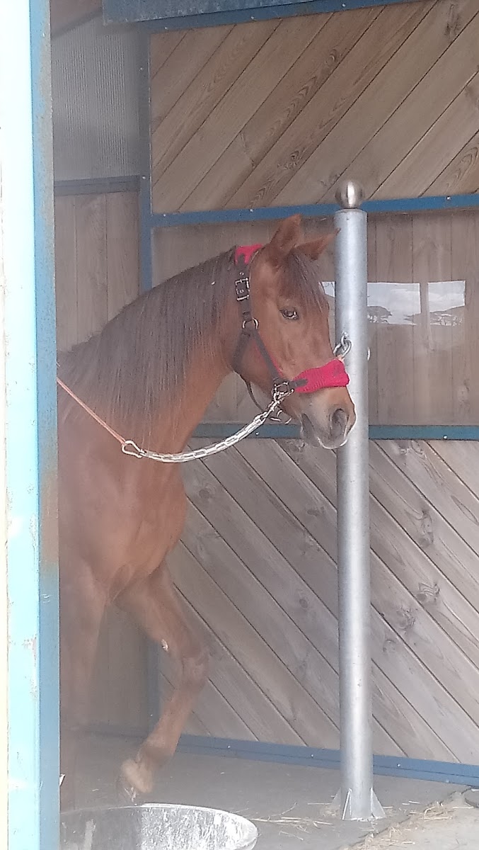 Photo de PONEY CLUB BLUE NASH