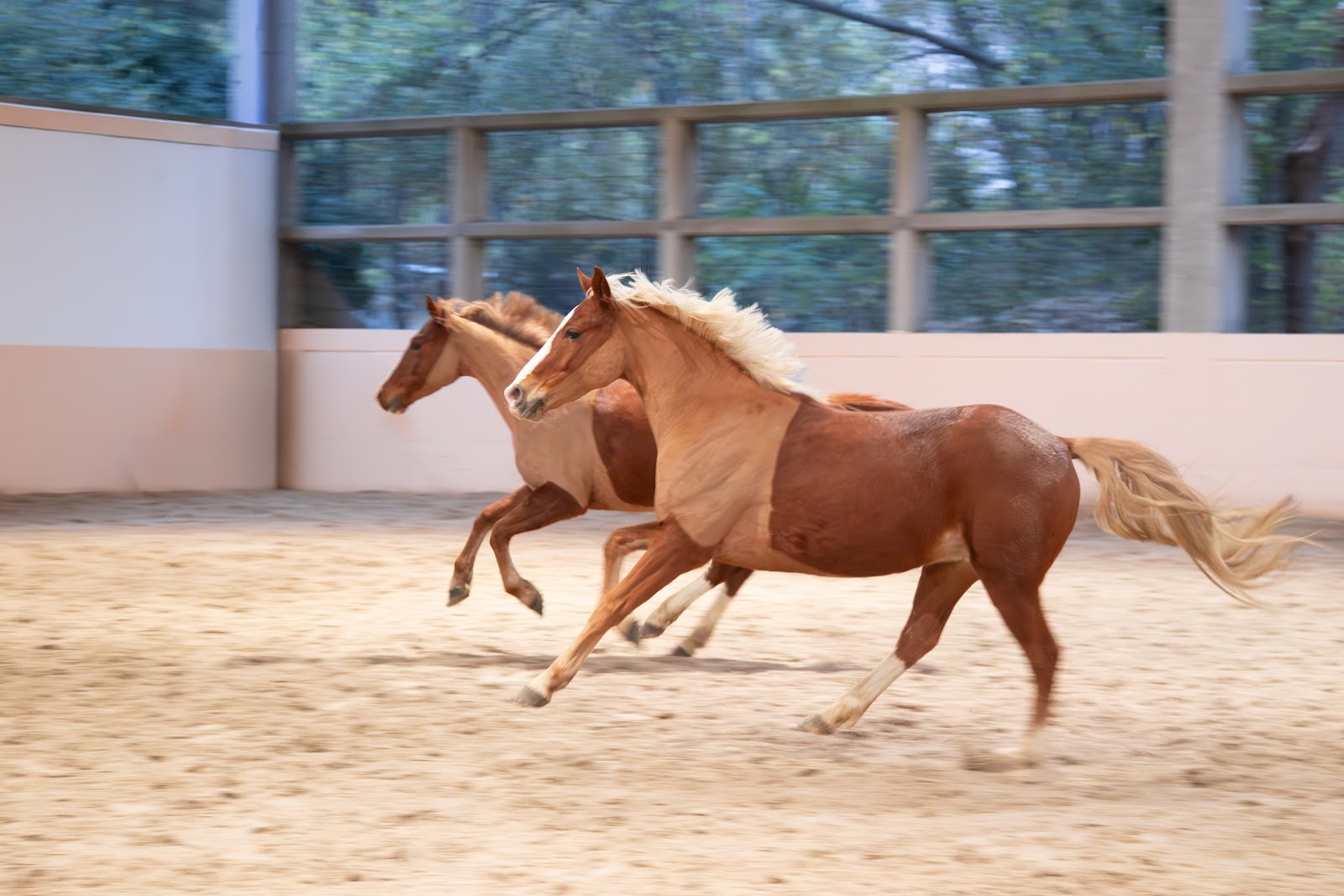 Photo de PONEY CLUB CENTRE EQUESTRE LA VILLETTE