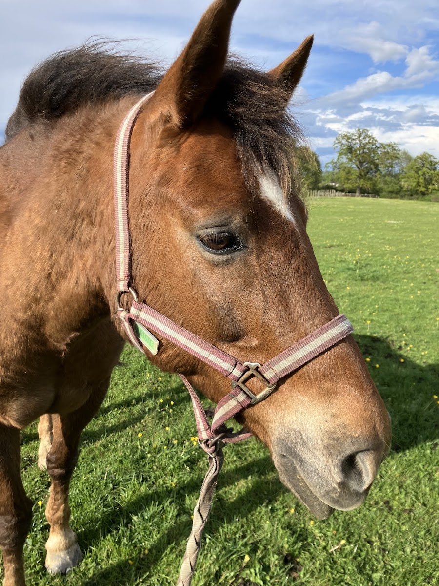 Photo de PONEY CLUB D HEILLECOURT