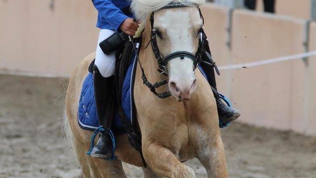 Photo de PONEY CLUB D OZOIR