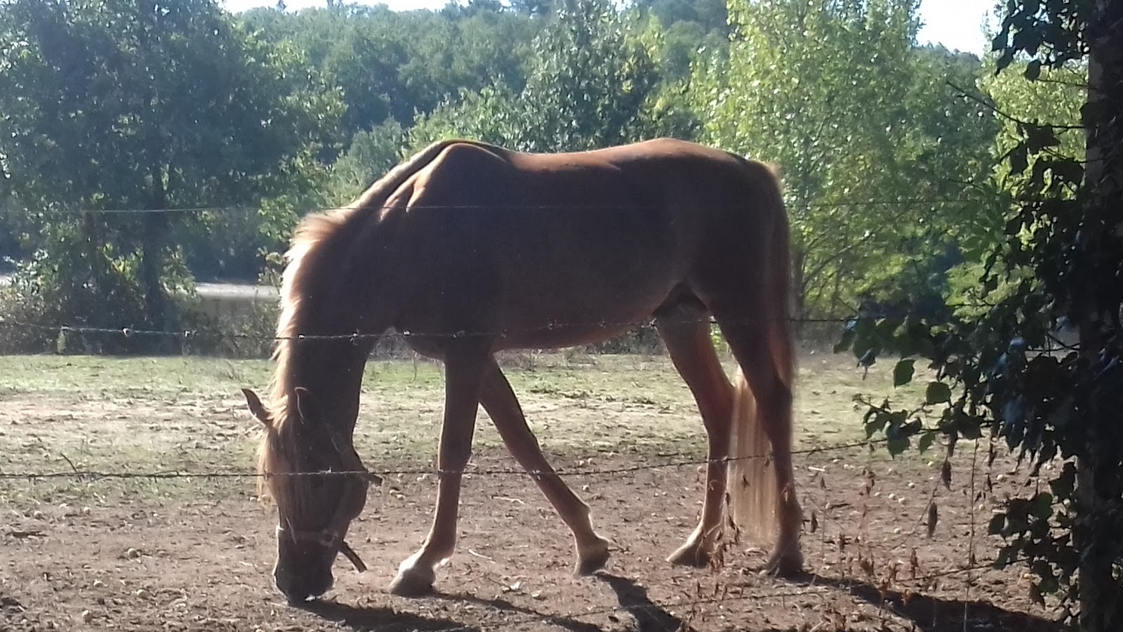 PONEY CLUB DE CARMANTRAN