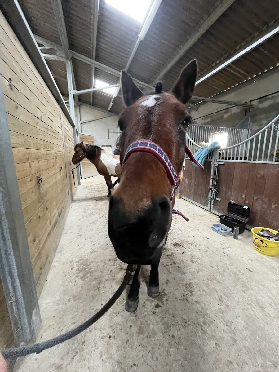 Photo de PONEY CLUB DE CONDRIEU