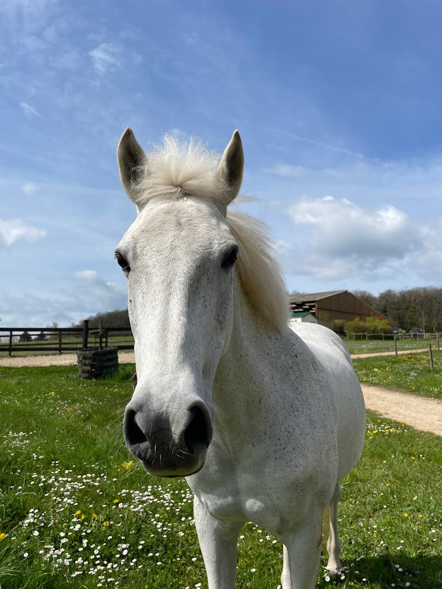 Photo de PONEY CLUB DE L AUTROT