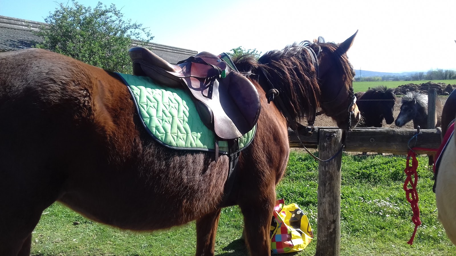Photo de PONEY CLUB DE L OKAPI