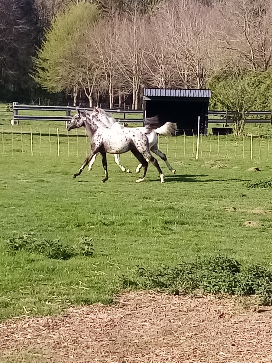 Photo de PONEY CLUB DE L OPPIDUM