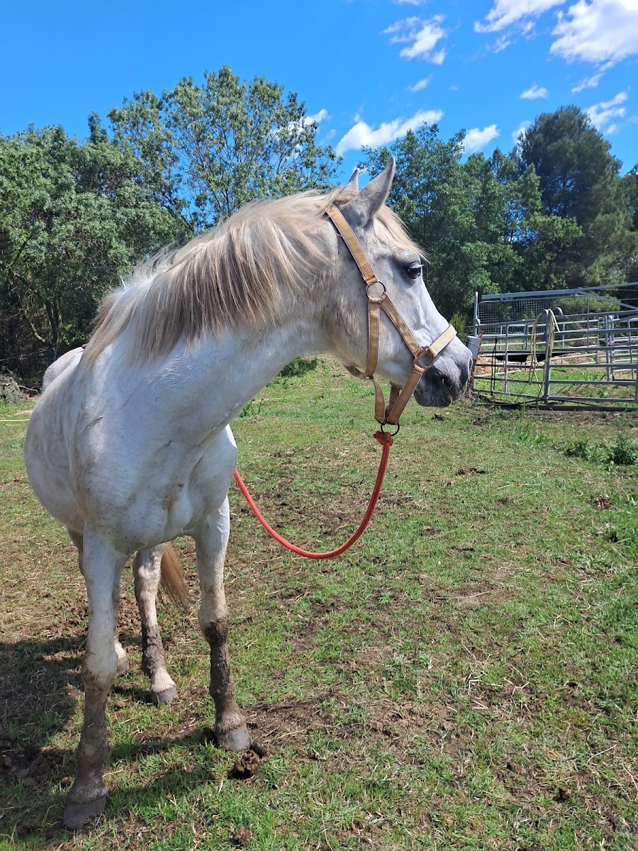 Photo de PONEY CLUB DE MAURIN