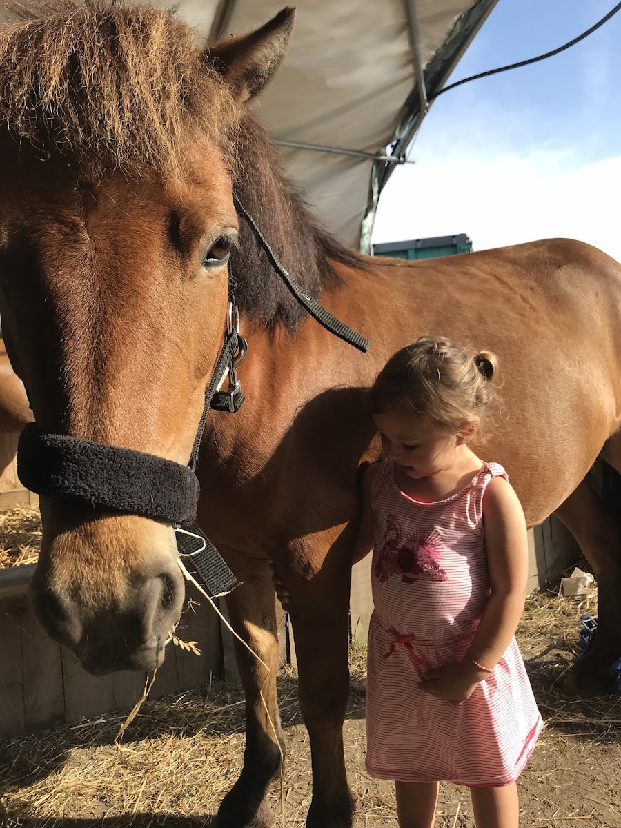 Photo de PONEY CLUB DE PALOUMEY
