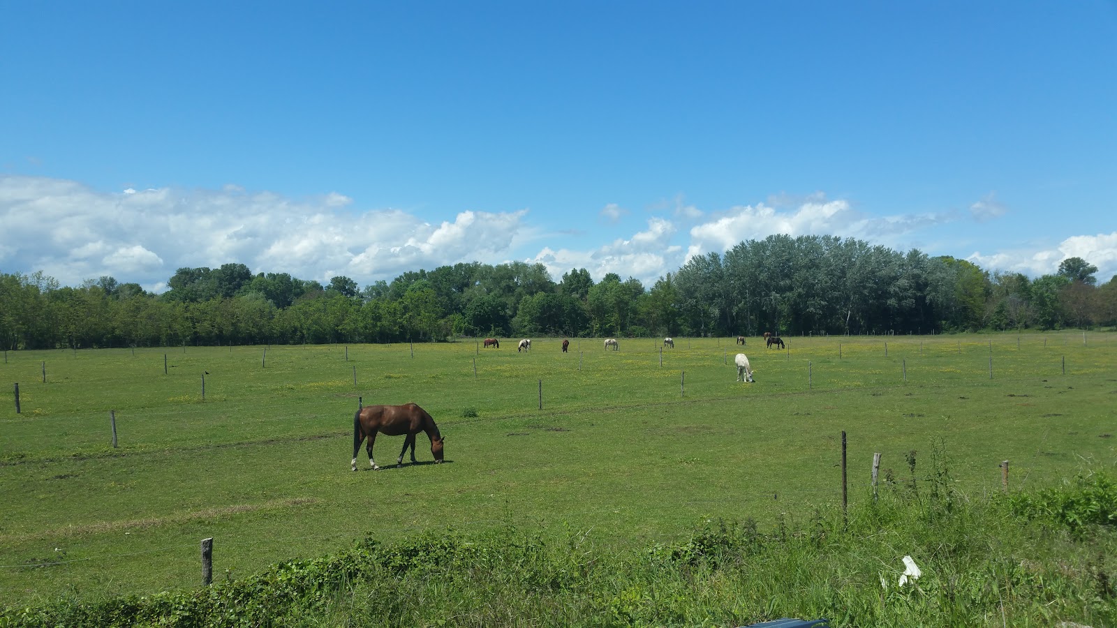 Photo de PONEY CLUB DE PASSIEU