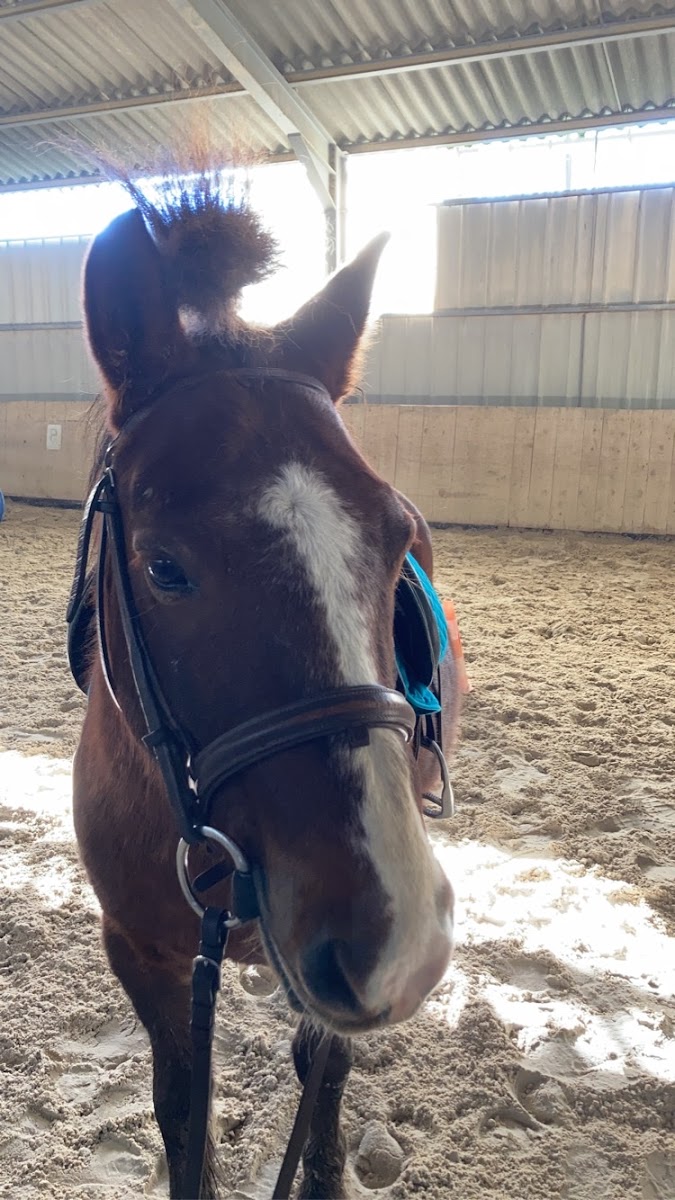 PONEY CLUB DE RICHEMONT