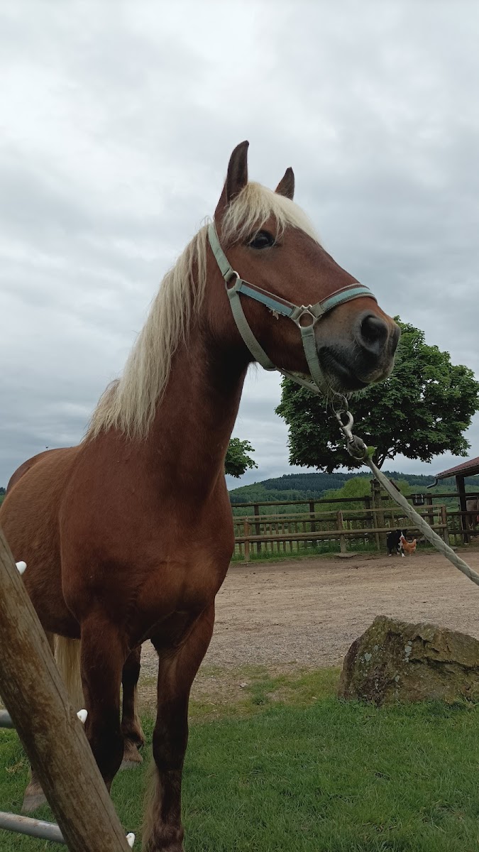 Photo de Poney Club de Verrière