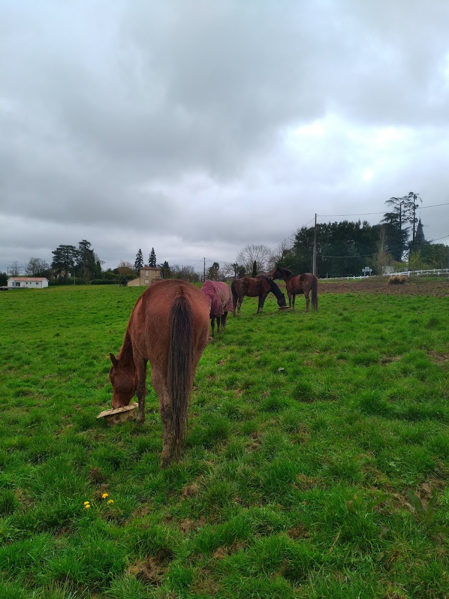 Photo de PONEY CLUB DES 3 COLLINES