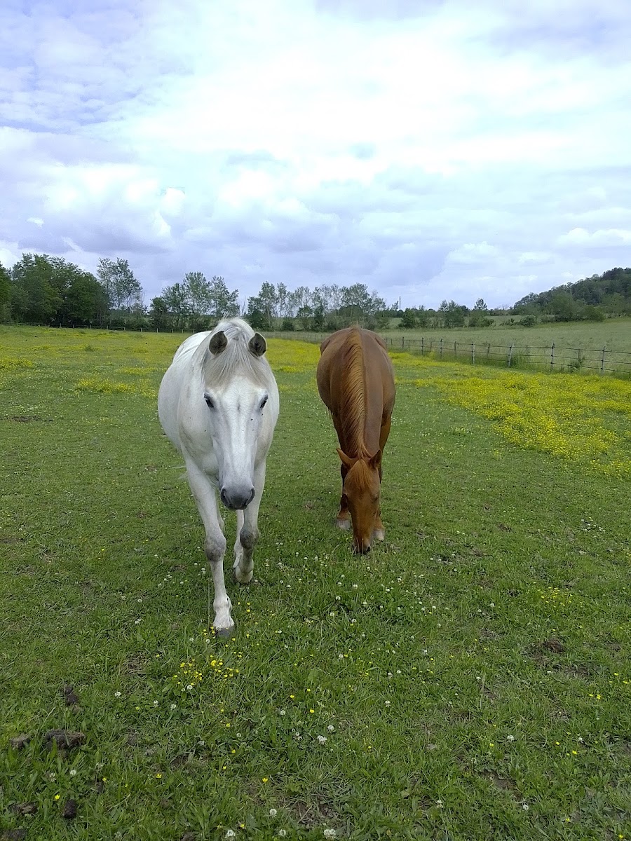 Photo de Poney-Club des Découvertes