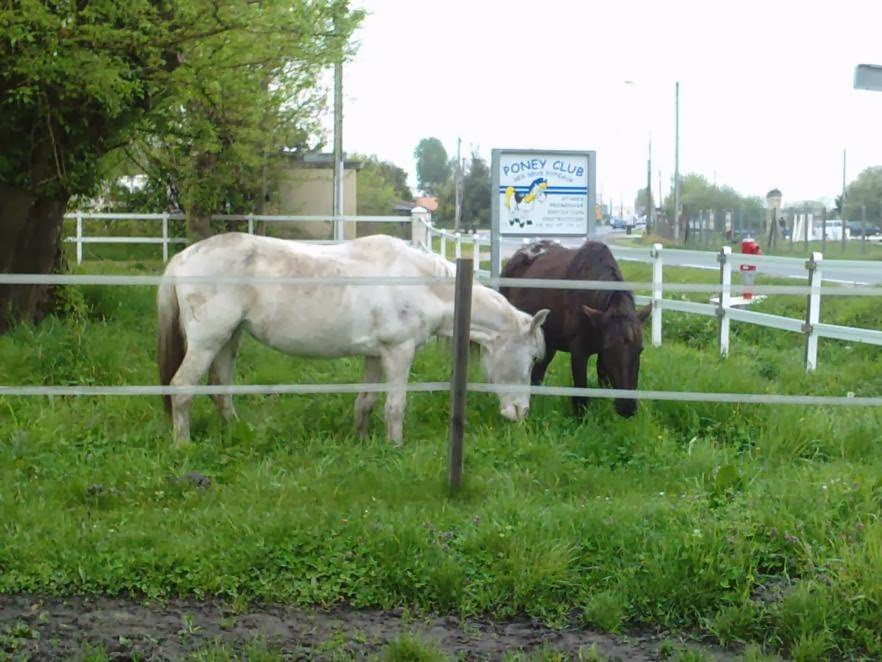 Photo de PONEY CLUB DES DEUX POTEAUX