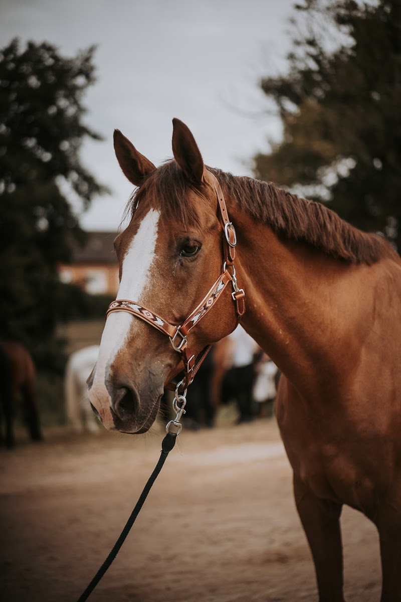 Photo de PONEY CLUB DES MESNULS