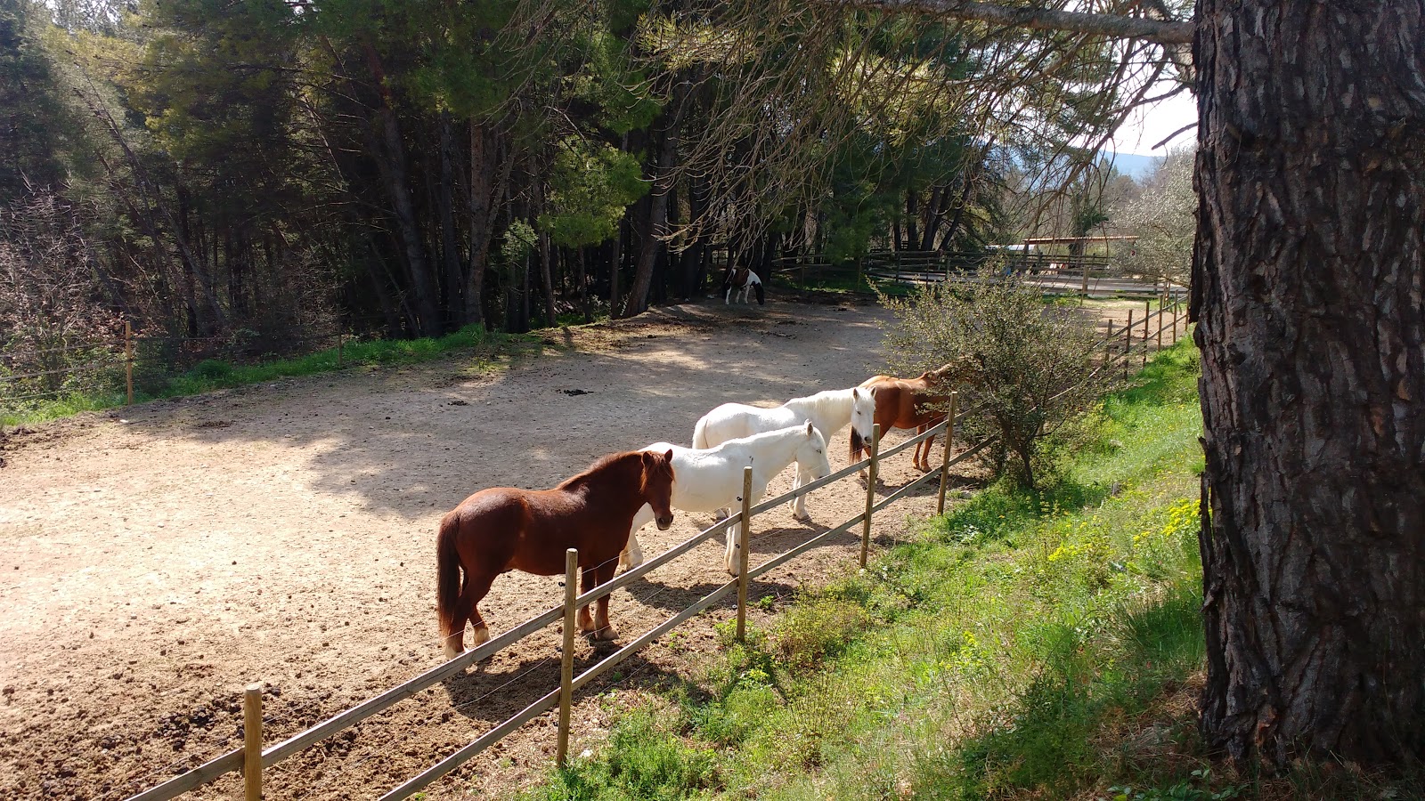 Photo de PONEY CLUB DESPORTIS